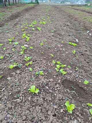 푸른오이님의 상추 · 자유게시판 작성글 사진