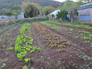 푸른오이님의 상추 · 자유게시판 작성글 사진
