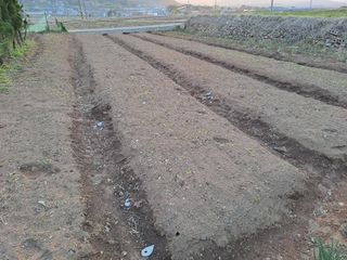 푸른오이님의 상추 · 자유게시판 작성글 사진