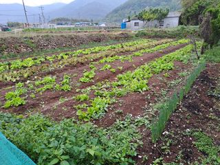 푸른오이님의 상추 · 자유게시판 작성글 사진