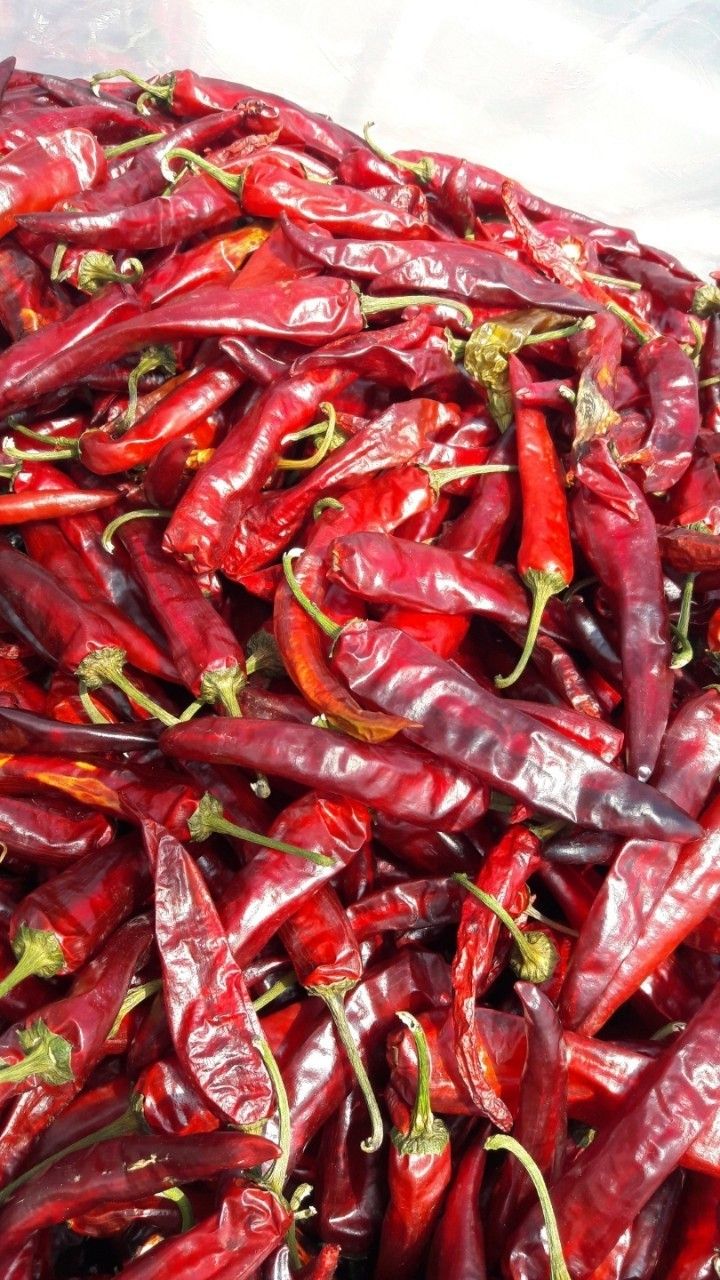 고추건조기님의 장터 판매 상품 [고추건조기판매] 첨부 사진