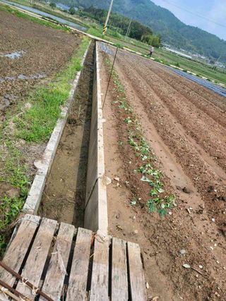 오기승님의 고구마 · 자유게시판 작성글 사진
