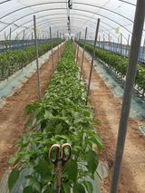 팜모닝 고추·일상 게시글 이미지