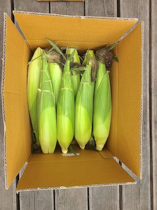 프룻하늬님의 작성글 사진