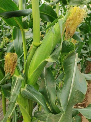 프룻하늬님의 작성글 사진