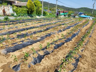칠곡가산 최지훈님의 고추 · 파종•정식 작성글 사진