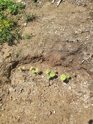 짱순이연속8월출석왕님의 호박 · 자유게시판 작성글 사진