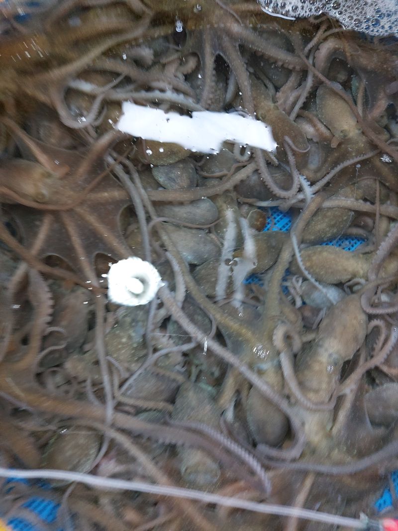 장터 상품 [무안소낙지10마리] 썸네일