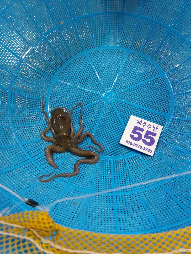 목포제주수산님의 장터 판매 상품 [무안소낙지10마리] 첨부 사진