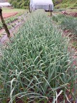 팜모닝 감자·자유게시판 게시글 이미지