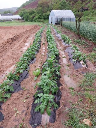 윤홍규님의 감자 · 자유게시판 작성글 사진