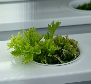 호랑이91님의 상추 · 병해충상담 작성글 사진