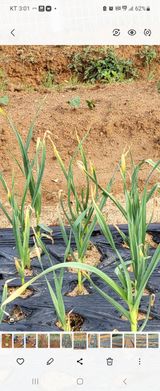 팜모닝 마늘·병해충상담 게시글 이미지