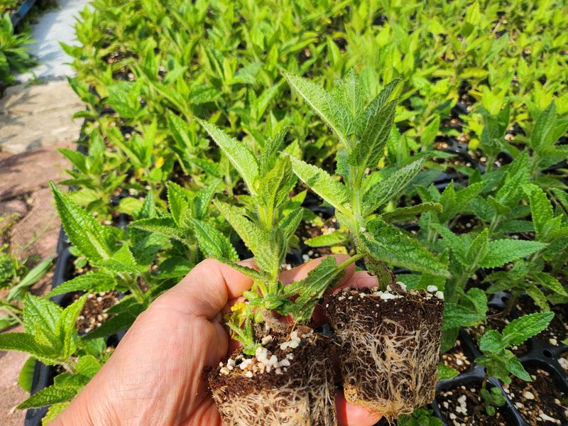 장터 상품 [골뱅이형 초석잠 모종72공1판] 썸네일