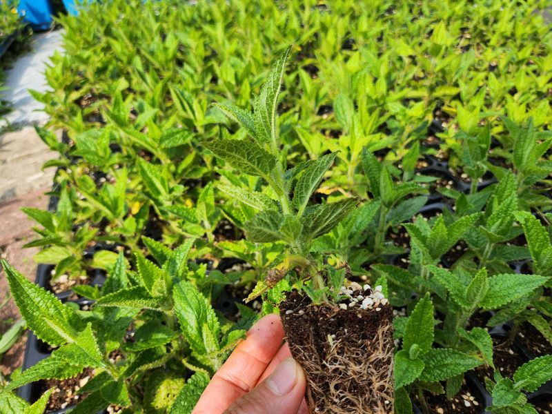 약초를사랑한짱아줌마님의 장터 판매 상품 [골뱅이형 초석잠 모종72공1판] 첨부 사진