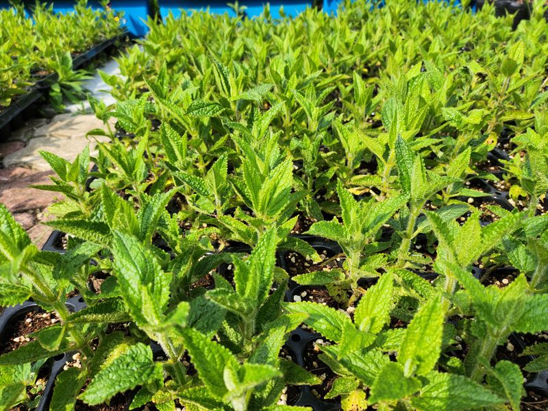 약초를사랑한짱아줌마님의 장터 판매 상품 [골뱅이형 초석잠 모종72공1판] 첨부 사진