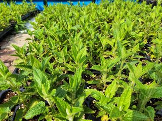 약초를사랑한짱아줌마님의 작성글 사진