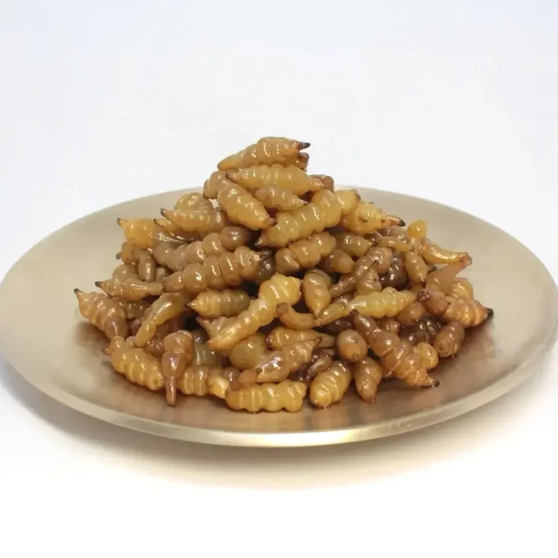 약초를사랑한짱아줌마님의 장터 판매 상품 [골뱅이형 초석잠 모종72공1판] 첨부 사진