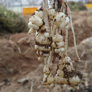 약초를사랑한짱아줌마님의 작성글 사진