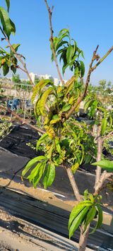 팜모닝 복숭아·병해충상담 게시글 이미지