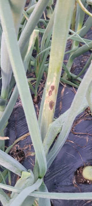 돌고개농장님의 양파 · 병해충상담 작성글 사진