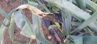 돌고개농장님의 양파 · 병해충상담 작성글 사진