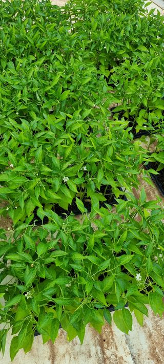 송미경님의 고추 · 일상 작성글 사진