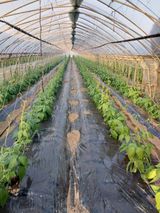 팜모닝 자유주제·자유게시판 게시글 이미지