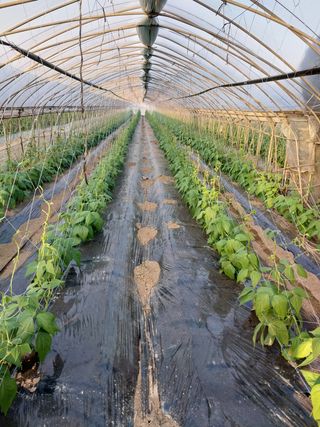 당진시 옥수수님의 자유주제 · 자유게시판 작성글 사진