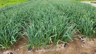 백호순(후추)님의 마늘 · 일상 작성글 사진