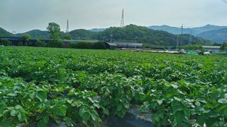 최용운님의 감자 · 자유게시판 작성글 사진