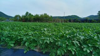 최용운님의 감자 · 자유게시판 작성글 사진