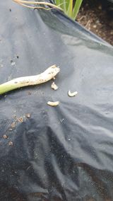 팜모닝 파·병해충상담 게시글 이미지