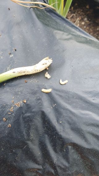 김용언 님의 파 · 병해충상담 작성글 사진