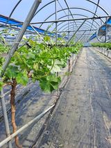 팜모닝 포도·자유게시판 게시글 이미지