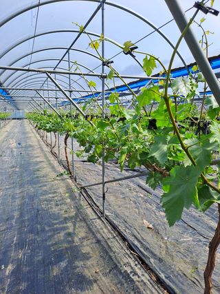 이성재님의 포도 · 자유게시판 작성글 사진