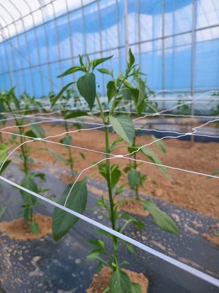 내꿈은부자님의 고추 · 일상 작성글 사진