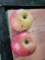 팜모닝 사과·병해충상담 게시글 이미지