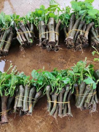 정보센터님의 기타작물 · 자유게시판 작성글 사진