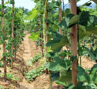 정보센터님의 기타작물 · 자유게시판 작성글 사진