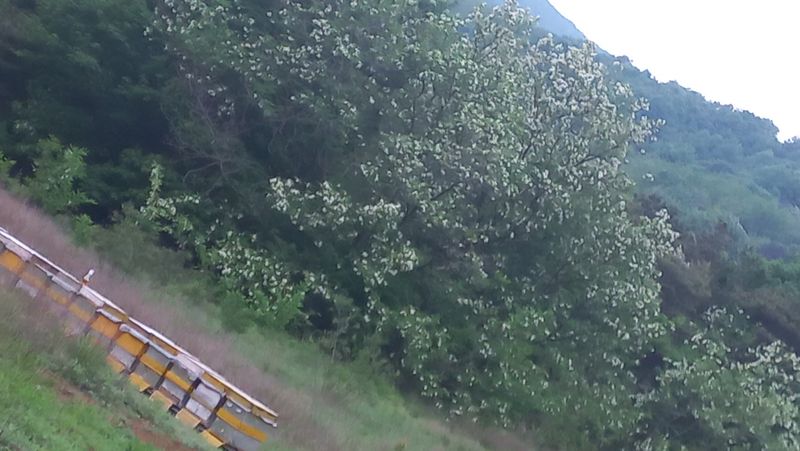 장터 상품 [아카시아꿀2.4kg] 썸네일