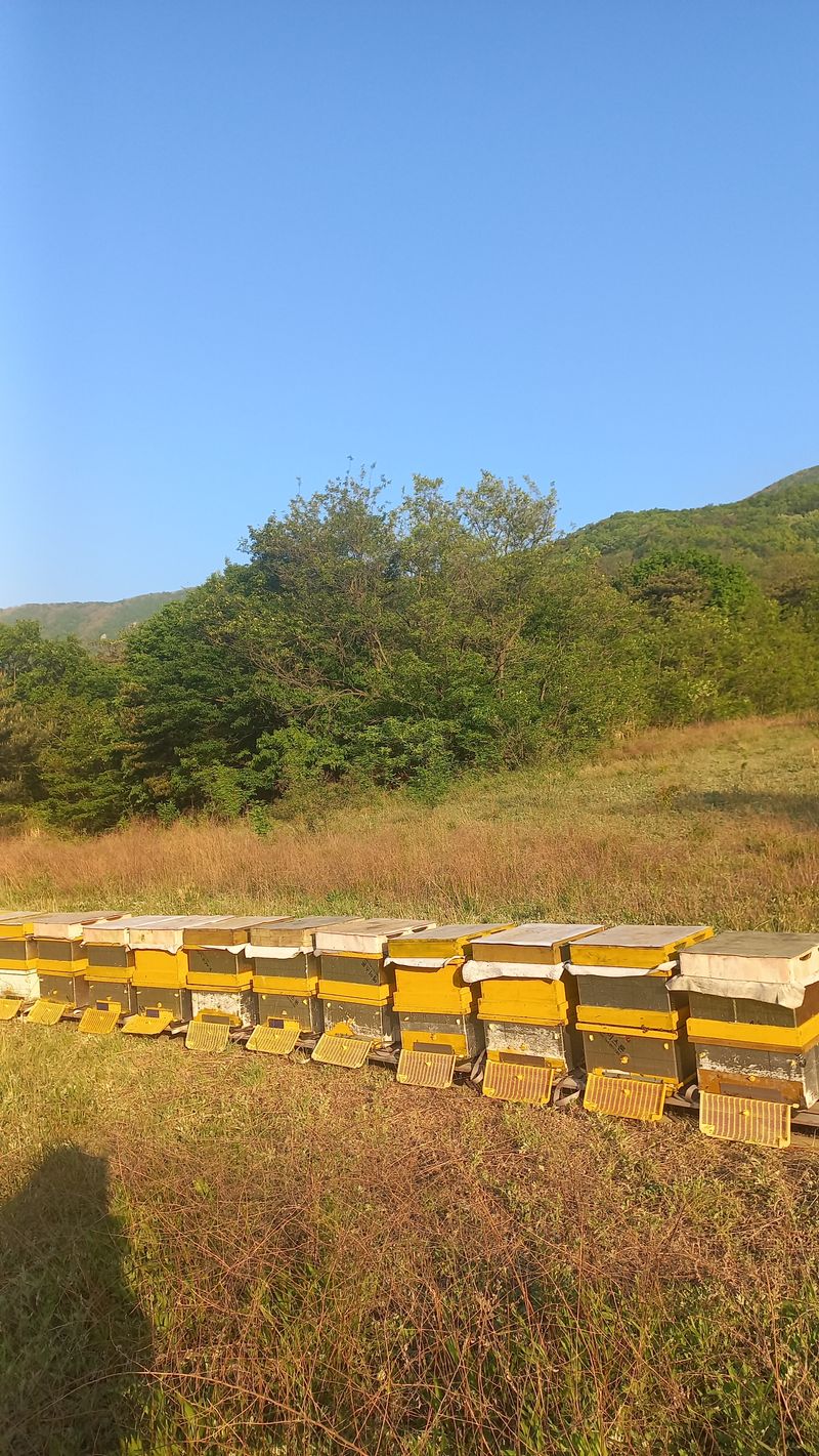 김상선님의 장터 판매 상품 [아카시아꿀2.4kg] 첨부 사진