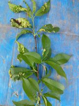 팜모닝 복숭아·병해충상담 게시글 이미지