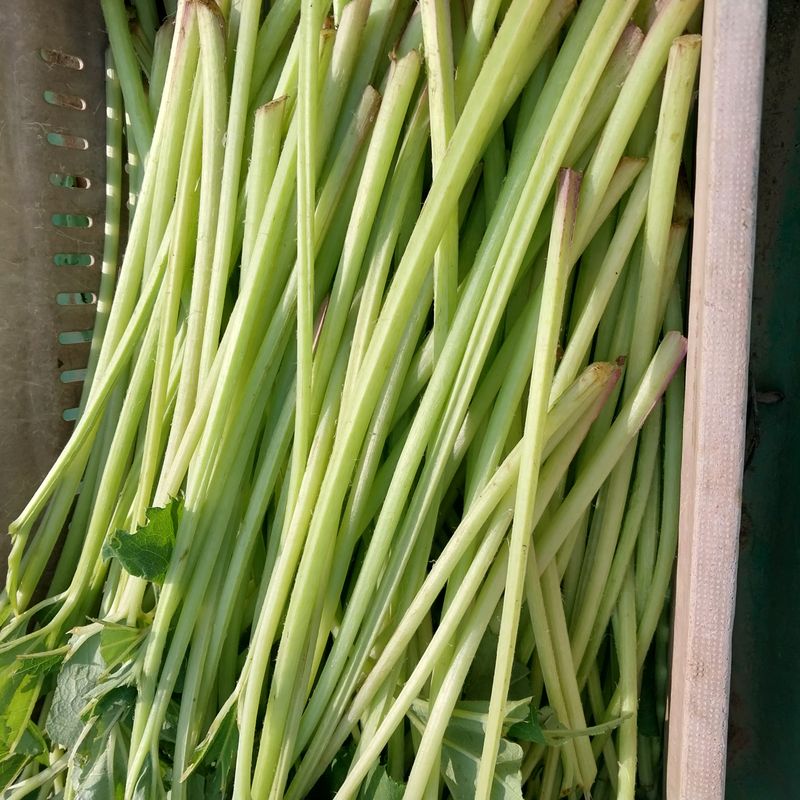 장터 상품 [싱싱한 머위대. 판매합니다] 썸네일