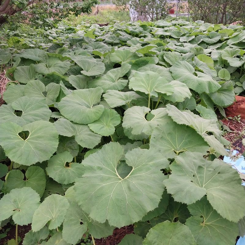 아로대추님의 장터 판매 상품 [싱싱한 머위대. 판매합니다] 첨부 사진