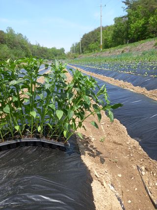 마정숙님의 고추 · 파종•정식 작성글 사진