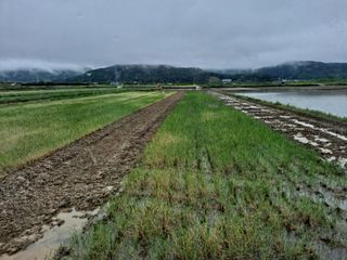 사천시향촌동 돼지띠님의 벼 · 자유게시판 작성글 사진