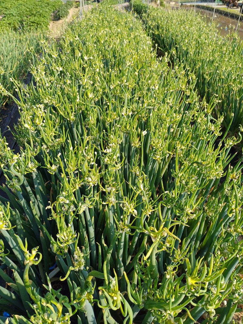 장터 상품 [삼동파.자색삼동파모주.주아.달래파.영양부추] 썸네일