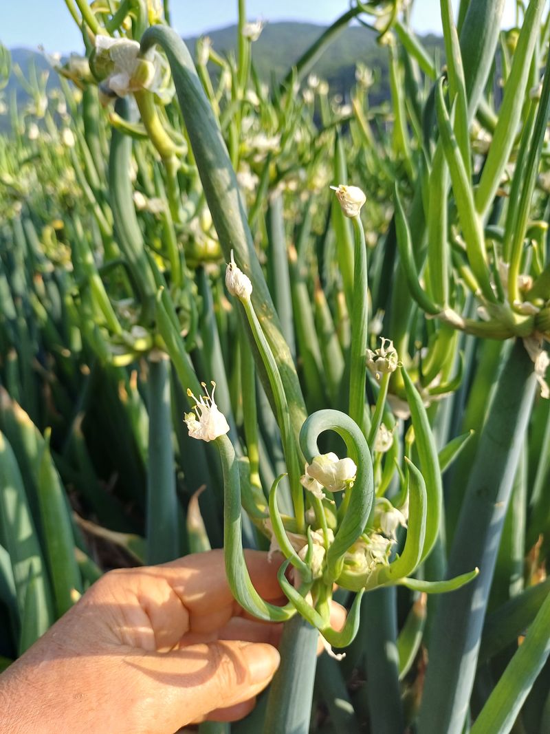 삼성농산님의 장터 판매 상품 [삼동파.자색삼동파모주.주아.달래파.영양부추] 첨부 사진