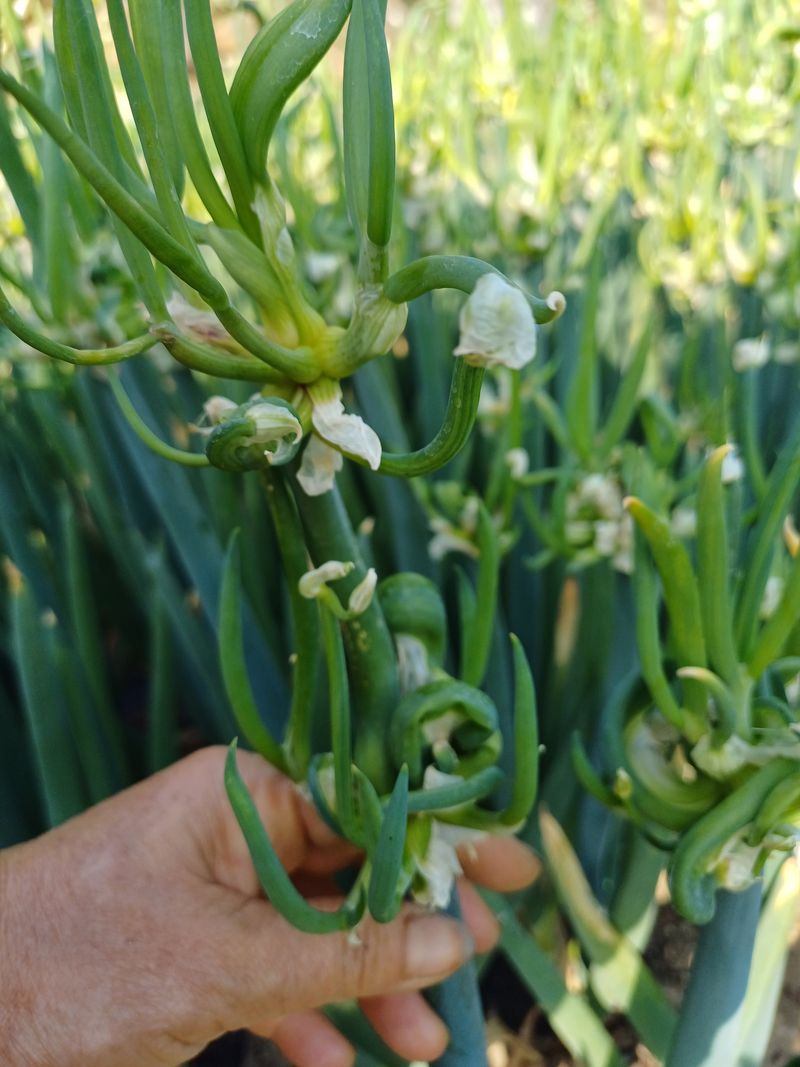 삼성농산님의 장터 판매 상품 [삼동파.자색삼동파모주.주아.달래파.영양부추] 첨부 사진